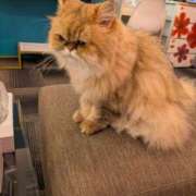 ヒメ日記 2025/09/20 00:30 投稿 あいり ミラクル☆ハニー