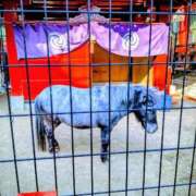 ヒメ日記 2026/04/02 14:21 投稿 あいり ミラクル☆ハニー