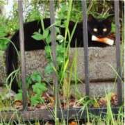 ヒメ日記 2025/10/31 10:25 投稿 まり WHITE ROSE～ホワイトローズ～