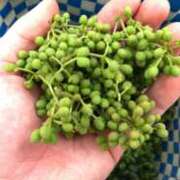 ヒメ日記 2026/02/04 08:34 投稿 まり WHITE ROSE～ホワイトローズ～