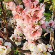 ヒメ日記 2026/02/27 10:31 投稿 まり WHITE ROSE～ホワイトローズ～