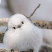 ヒメ日記 2026/03/01 09:30 投稿 まり WHITE ROSE～ホワイトローズ～