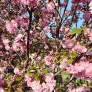 ヒメ日記 2026/03/06 10:12 投稿 まり WHITE ROSE～ホワイトローズ～