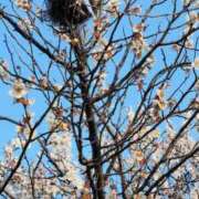 ヒメ日記 2026/03/13 10:08 投稿 まり WHITE ROSE～ホワイトローズ～