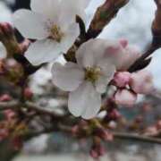 ヒメ日記 2026/03/27 09:33 投稿 まり WHITE ROSE～ホワイトローズ～