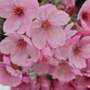 ヒメ日記 2026/04/01 09:24 投稿 まり WHITE ROSE～ホワイトローズ～