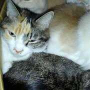 ヒメ日記 2026/04/17 09:52 投稿 まり WHITE ROSE～ホワイトローズ～