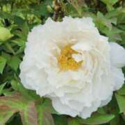ヒメ日記 2026/04/29 10:00 投稿 まり WHITE ROSE～ホワイトローズ～
