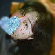 ヒメ日記 2025/06/15 15:52 投稿 るみ WHITE ROSE～ホワイトローズ～