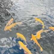 ヒメ日記 2025/02/04 10:37 投稿 ももこ WHITE ROSE～ホワイトローズ～