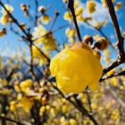 ヒメ日記 2025/02/21 19:03 投稿 ももこ WHITE ROSE～ホワイトローズ～