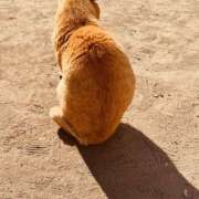 ヒメ日記 2025/02/27 15:11 投稿 ももこ WHITE ROSE～ホワイトローズ～