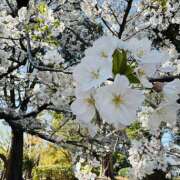 ヒメ日記 2025/04/05 16:06 投稿 ももこ WHITE ROSE～ホワイトローズ～