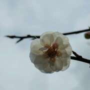 ヒメ日記 2025/04/11 08:41 投稿 ももこ WHITE ROSE～ホワイトローズ～