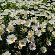 ヒメ日記 2025/04/12 09:33 投稿 ももこ WHITE ROSE～ホワイトローズ～