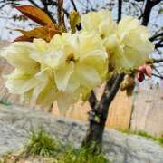 ヒメ日記 2025/04/18 19:14 投稿 ももこ WHITE ROSE～ホワイトローズ～