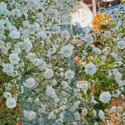 ヒメ日記 2025/04/21 12:15 投稿 ももこ WHITE ROSE～ホワイトローズ～