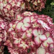 ヒメ日記 2025/04/23 17:35 投稿 ももこ WHITE ROSE～ホワイトローズ～