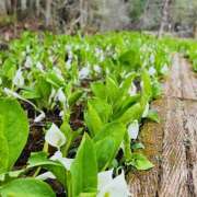 ヒメ日記 2025/05/05 11:53 投稿 ももこ WHITE ROSE～ホワイトローズ～