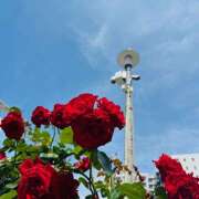 ヒメ日記 2025/05/12 09:51 投稿 ももこ WHITE ROSE～ホワイトローズ～