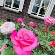 ヒメ日記 2025/05/25 10:24 投稿 ももこ WHITE ROSE～ホワイトローズ～