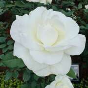 ヒメ日記 2025/05/28 12:26 投稿 ももこ WHITE ROSE～ホワイトローズ～