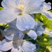 ヒメ日記 2025/06/23 16:53 投稿 ももこ WHITE ROSE～ホワイトローズ～