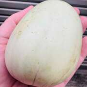 ヒメ日記 2025/07/23 18:46 投稿 ももこ WHITE ROSE～ホワイトローズ～