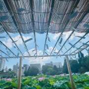 ヒメ日記 2025/07/25 12:42 投稿 ももこ WHITE ROSE～ホワイトローズ～