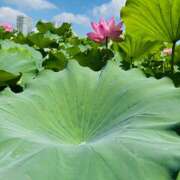 ヒメ日記 2025/07/27 11:43 投稿 ももこ WHITE ROSE～ホワイトローズ～