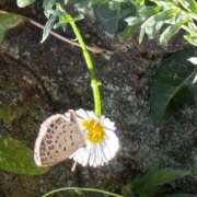 ヒメ日記 2025/09/03 11:49 投稿 ももこ WHITE ROSE～ホワイトローズ～