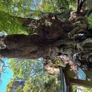 ヒメ日記 2025/09/14 12:41 投稿 ももこ WHITE ROSE～ホワイトローズ～