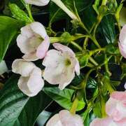 ヒメ日記 2025/09/28 12:33 投稿 ももこ WHITE ROSE～ホワイトローズ～