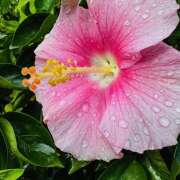 ヒメ日記 2025/10/08 14:13 投稿 ももこ WHITE ROSE～ホワイトローズ～