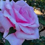 ヒメ日記 2025/10/25 11:26 投稿 ももこ WHITE ROSE～ホワイトローズ～