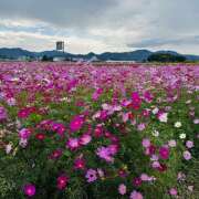 ヒメ日記 2025/10/29 10:26 投稿 ももこ WHITE ROSE～ホワイトローズ～