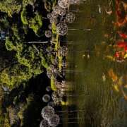 ヒメ日記 2025/10/31 12:56 投稿 ももこ WHITE ROSE～ホワイトローズ～