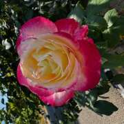 ヒメ日記 2025/11/01 14:41 投稿 ももこ WHITE ROSE～ホワイトローズ～