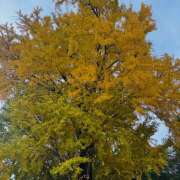 ヒメ日記 2025/11/11 17:43 投稿 ももこ WHITE ROSE～ホワイトローズ～