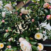 ヒメ日記 2025/11/15 15:25 投稿 ももこ WHITE ROSE～ホワイトローズ～