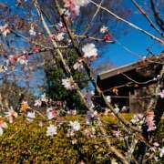 ももこ ありがとうございました WHITE ROSE～ホワイトローズ～