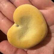 ヒメ日記 2026/01/24 14:57 投稿 ももこ WHITE ROSE～ホワイトローズ～