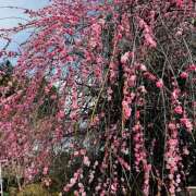 ヒメ日記 2026/03/01 09:26 投稿 ももこ WHITE ROSE～ホワイトローズ～