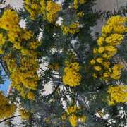 ヒメ日記 2026/03/12 11:19 投稿 ももこ WHITE ROSE～ホワイトローズ～