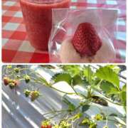 ヒメ日記 2026/04/11 09:59 投稿 愛内わか ミセス大阪十三店