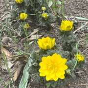 ヒメ日記 2025/02/17 18:43 投稿 埼玉イチロ 千葉★出張マッサージ委員会Z