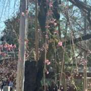 ヒメ日記 2025/03/24 07:54 投稿 ちなみ 桃色クリスタル