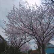 ヒメ日記 2025/04/11 12:18 投稿 しおん 素人巨乳ちゃんこ「東千葉店」