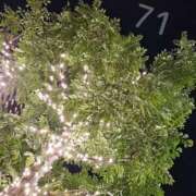 収容番号：71番 🌱こんにちは 非自由人躾専門店 淫姦収容所 日本橋本拠地