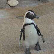 ヒメ日記 2026/02/19 13:29 投稿 収容番号：71番 非自由人躾専門店 淫姦収容所 日本橋本拠地